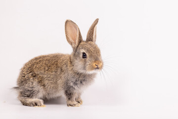 Obraz premium Baby bunny easter fluffy rabbits posing on white nature background on sunny day, Lovely mammal with beautiful bright eyes in nature life. Symbol animal of easter day.