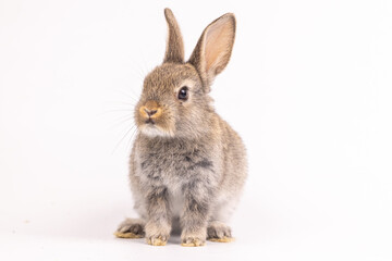 Obraz premium Baby bunny easter fluffy rabbits posing on white nature background on sunny day, Lovely mammal with beautiful bright eyes in nature life. Symbol animal of easter day.