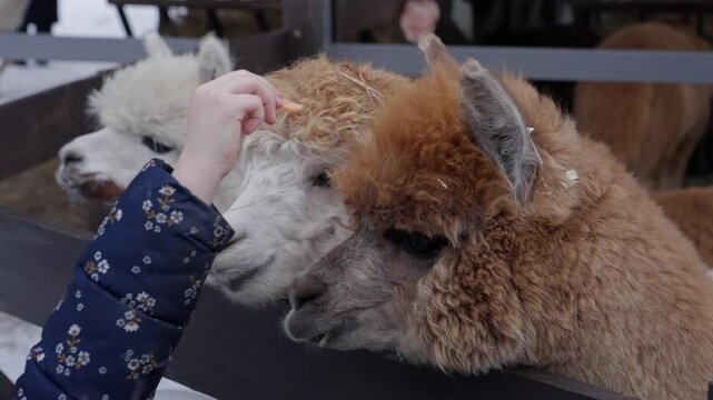 Child feeding alpaca carrots at petting zoo in winter