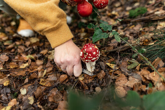 Hand cutting fly agaric mushroom in autumn forest during foraging