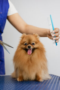 Pomeranian being groomed by woman with comb and scissors in salon