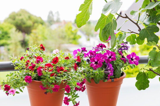 Flower pots with Million Bells and Petunia on balcony with fig tree