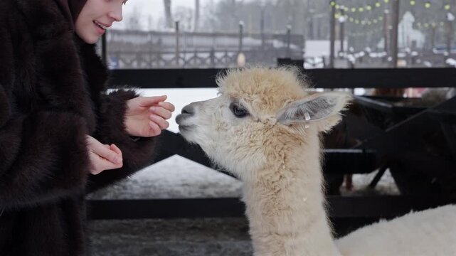 Alpaca Eats Carrot From Woman Hand In Winter Pen