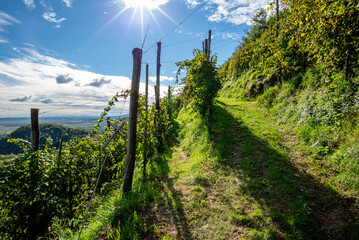 Obraz premium Sunlit Vineyard Path on Steep Hillside