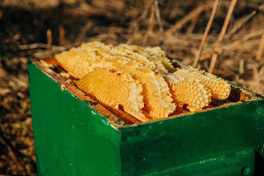 Honeycomb in wooden bee hive at apiary in spring outdoor setting