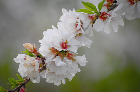 Rama de almendro en flor en C&oacute;rdoba. Espa&ntilde;a