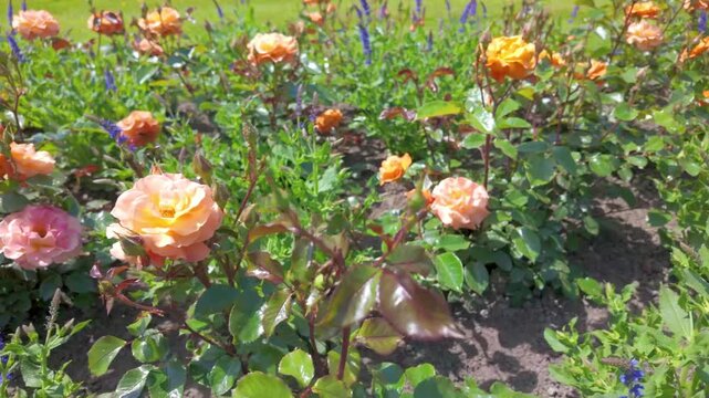 Vibrant Orange Roses and Purple Flowers Blooming in a Sunny Garden Bed, Slow Panning Shot