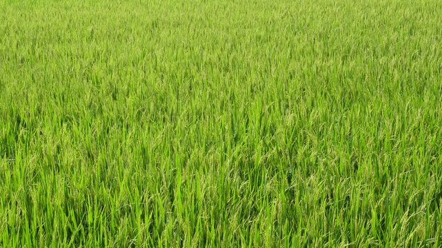 Vibrant green rice paddy fields signal healthy vegetative growth stages