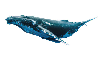 Majestic humpback whale swimming gracefully, isolated on transparent background © PAPADOMUS