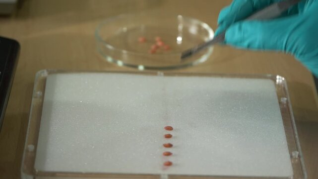 Close up angled view of researcher using tweezers to arrange seeds on laboratory surface with petri dish in background, demonstrating sample preparation and seed analysis process