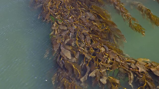 Kelp Seaweed Floating in Clear Ocean Water