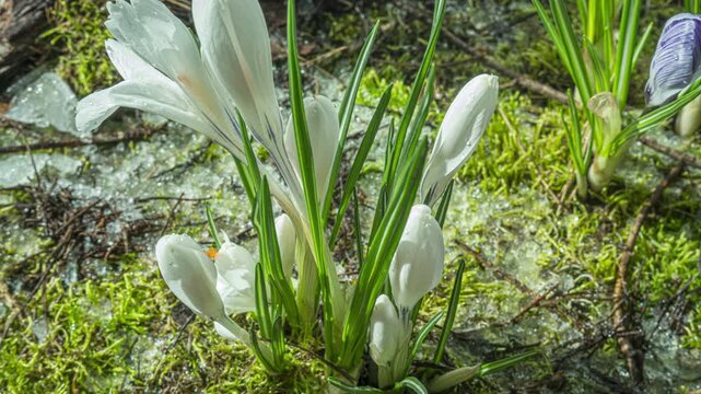 Melting snow macro time lapse and White crocus flowers in spring, seasonal thaw with blooming plants and water drops