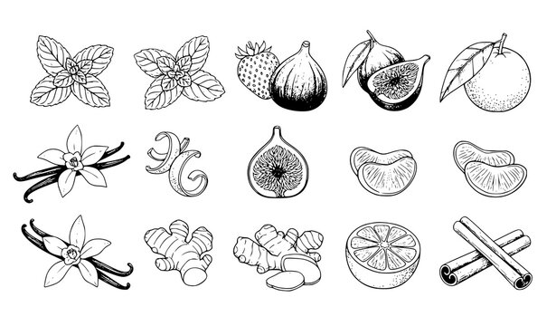 Fruits berries and spices ink sketch set mint strawberry fig cinnamon vector illustration