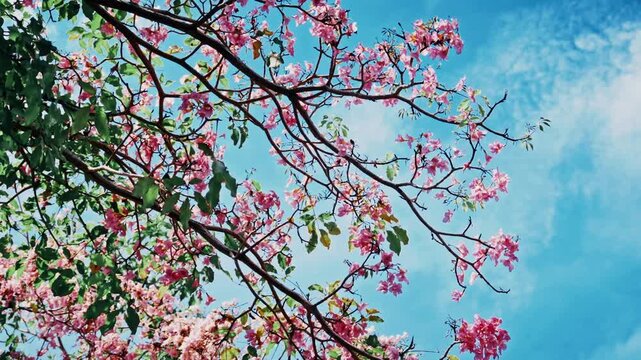 Blooming pink Tecoma trees (Tabebuia rosea), known locally as the 'Malaysian Sakura,' in full bloom under a bright blue sky with wispy clouds.