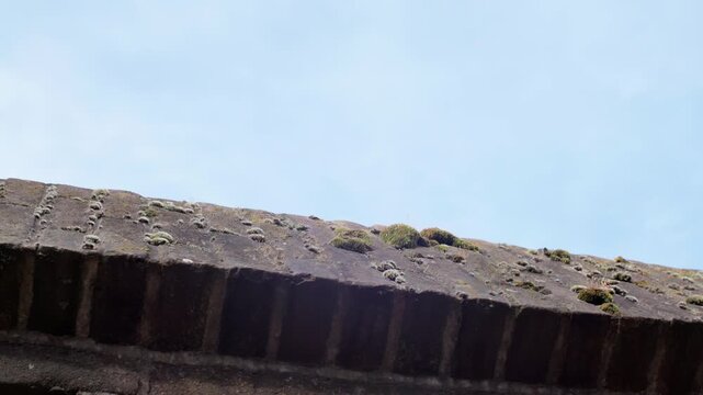 Detailed close-up of moss and natural growth on weathered bricks of an outdoor building with a blue sky background.