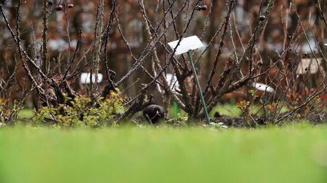 A blackbird is seen foraging on the ground among garden shrubs with plant labels, captured in a natural outdoor setting.