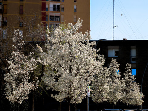 Perales en plena floraci&oacute;n de primavera en la ciudad