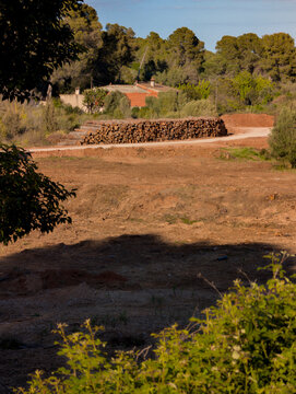 &Aacute;rboles talados apilados en un terreno