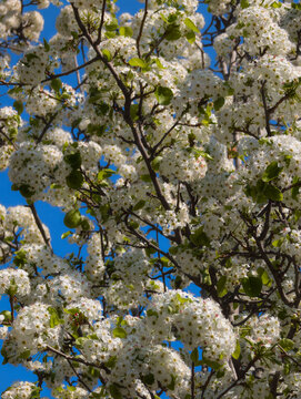 Peral en plena floraci&oacute;n en primavera