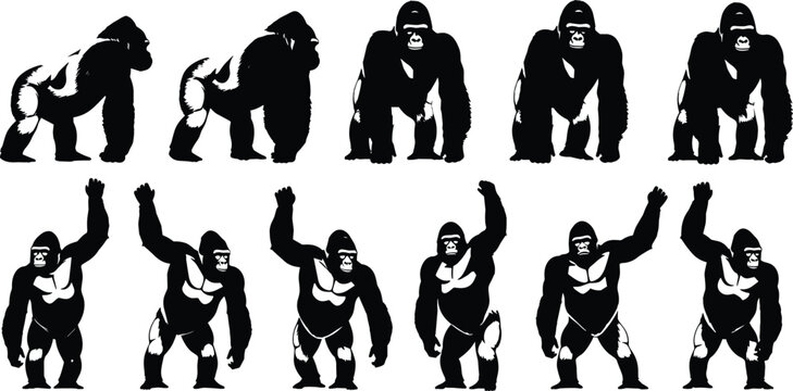 Black silhouette vector illustration set of powerful gorillas in various poses including standing walking and beating chest isolated on white background for wildlife design.
