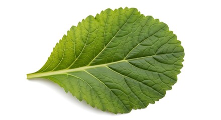 Fototapeta premium Detailed Close-Up of a Vibrant Green Leaf Isolated on White Background.