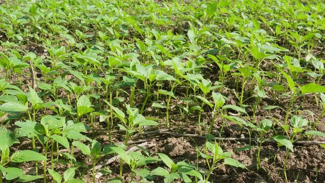 Young sesame plants in fields