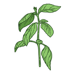 Fototapeta premium Basil, mediterranean herb, fresh seasoning, colourful, hand-drawn illustration, line art contour, isolated