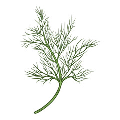 Fototapeta premium Dill sprig, green fennel, herb for cooking, colourful, hand-drawn illustration, line art contour, isolated