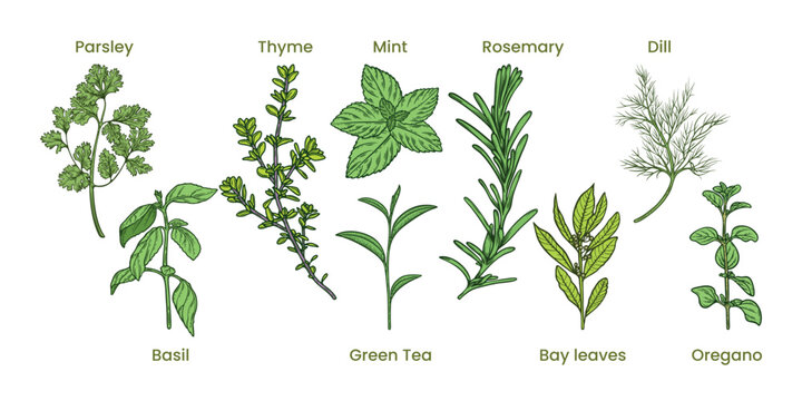 Herbs set, spice collection of laurel, green tea, oregano, thyme, rosemary, parsley, basil, mint, dill, bay leaf, colourful, hand-drawn illustration, line art contour, isolated