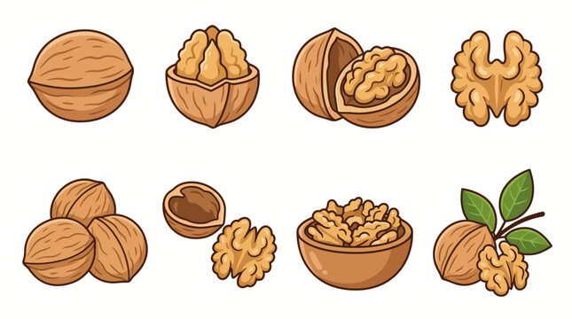 Set of walnut illustrations featuring whole shells cracked nuts kernels and kernels in a bowl isolated on white background