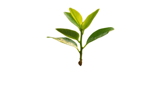 Vibrant green tea plant sprout with glossy leaves and a slender stem, isolated on transparent background for botanical designs and wellness themes