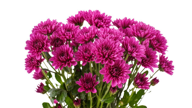 Vibrant magenta chrysanthemums with dense layered petals and lush green stems, perfectly isolated on transparent background for floral designs