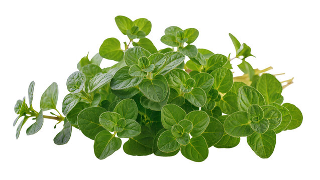 Vibrant green oregano sprigs with rounded leaves and delicate stems, isolated on transparent background for culinary designs and recipes
