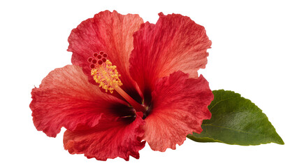 Vibrant crimson hibiscus flower with delicate petals and prominent yellow stamen, isolated on transparent background for floral design elements © Elena