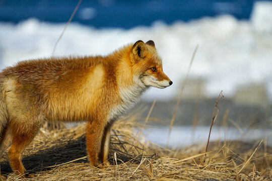 Fluffy Ezo Red Fox in the Snow at Notsuke Peninsula during Winter.