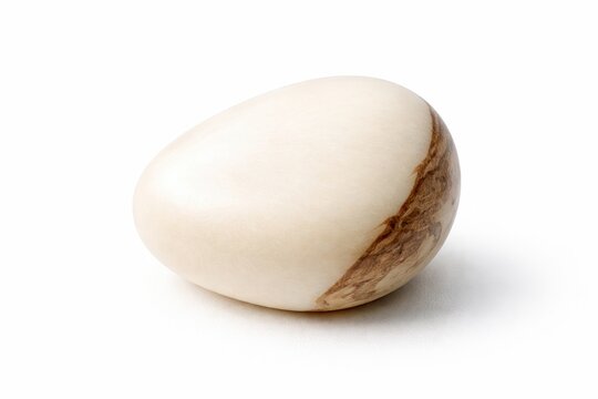 tagua nut also known vegetable ivory polished geometric pebble shape sustainable ethical rainforest conservation