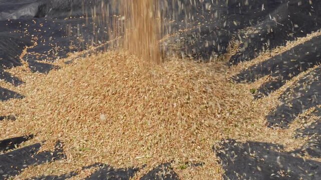 Wheat harvesting and processing