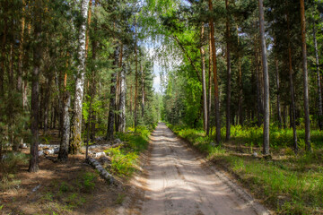 Fototapeta premium Serene dirt path winding through tranquil pine forest