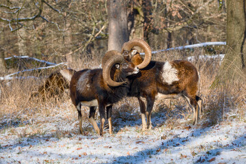 Obraz premium Two European mouflon rams standing close in winter meadow