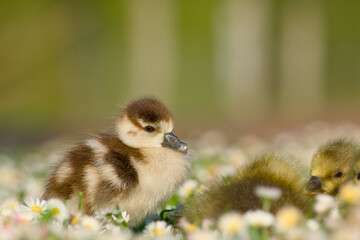Egyptian goose gosling standing among blooming daisies with greylag goose goslings © in_colors