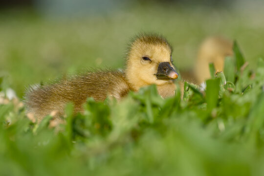 Greylag goose gosling resting in grass, eyes half-closed