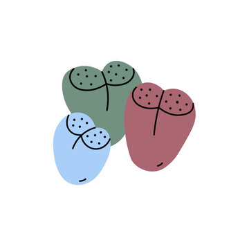 Lithops succulents. Minimalist flat illustration of colorful exotic pebble plants in doodle style. Living stones. Vector on isolated background. Houseplant and flowers