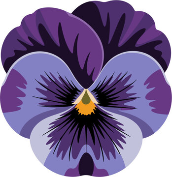 Large pansy flower close up with deep purple petals and dark center detailed viola tricolor floral illustration isolated on white