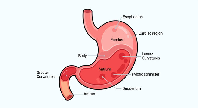 Detailed diagram of the human stomach anatomy showing various regions and structures like esophagus, fundus, body, antrum, duodenum, and curvatures.