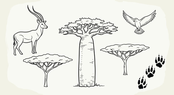 Hand drawn collection of African safari wildlife and natural elements featuring an antelope baobab tree acacia bird and animal paw prints perfect for educational materials and nature themed