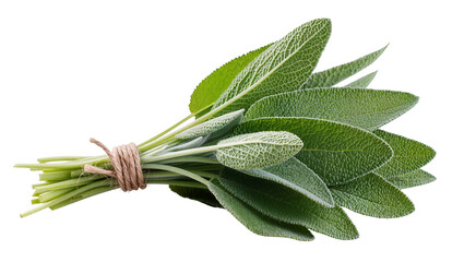 Fresh sage sprigs tied with rustic twine, isolated on transparent background for culinary designs and herbal ingredient displays © Antonio