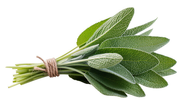 Fresh sage sprigs tied with rustic twine, isolated on transparent background for culinary designs and herbal ingredient displays