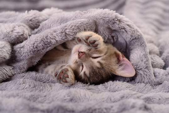 Sleeping kitten under a grey blanket