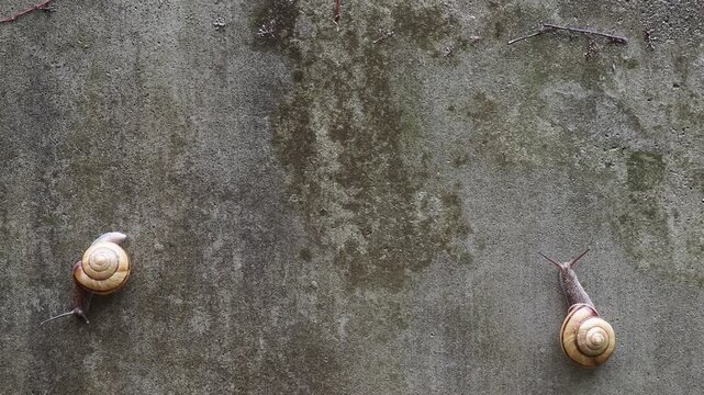 雨の日の庭の壁に動く可愛いカタツムリの様子