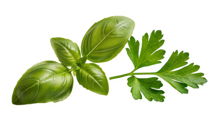 Vibrant fresh basil leaves and parsley sprig, beautifully arranged and isolated on transparent background for culinary designs and menus © Antonio